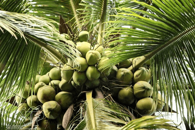 Ben Tre coconut is very famous