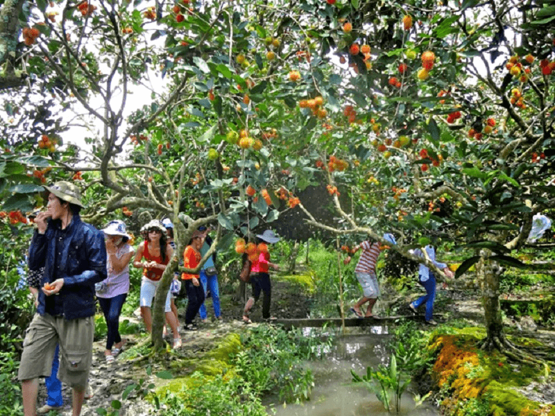 Tourists visit fruit gardens in Ben Tre