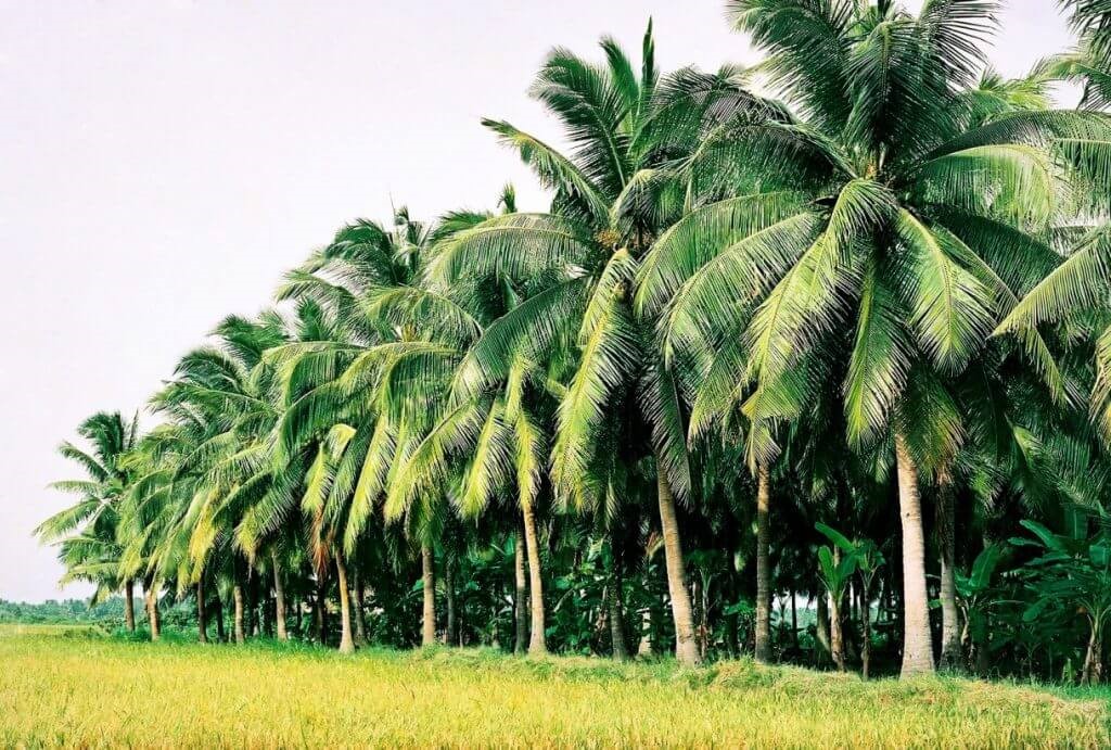 Ben Tre coconut forest from above