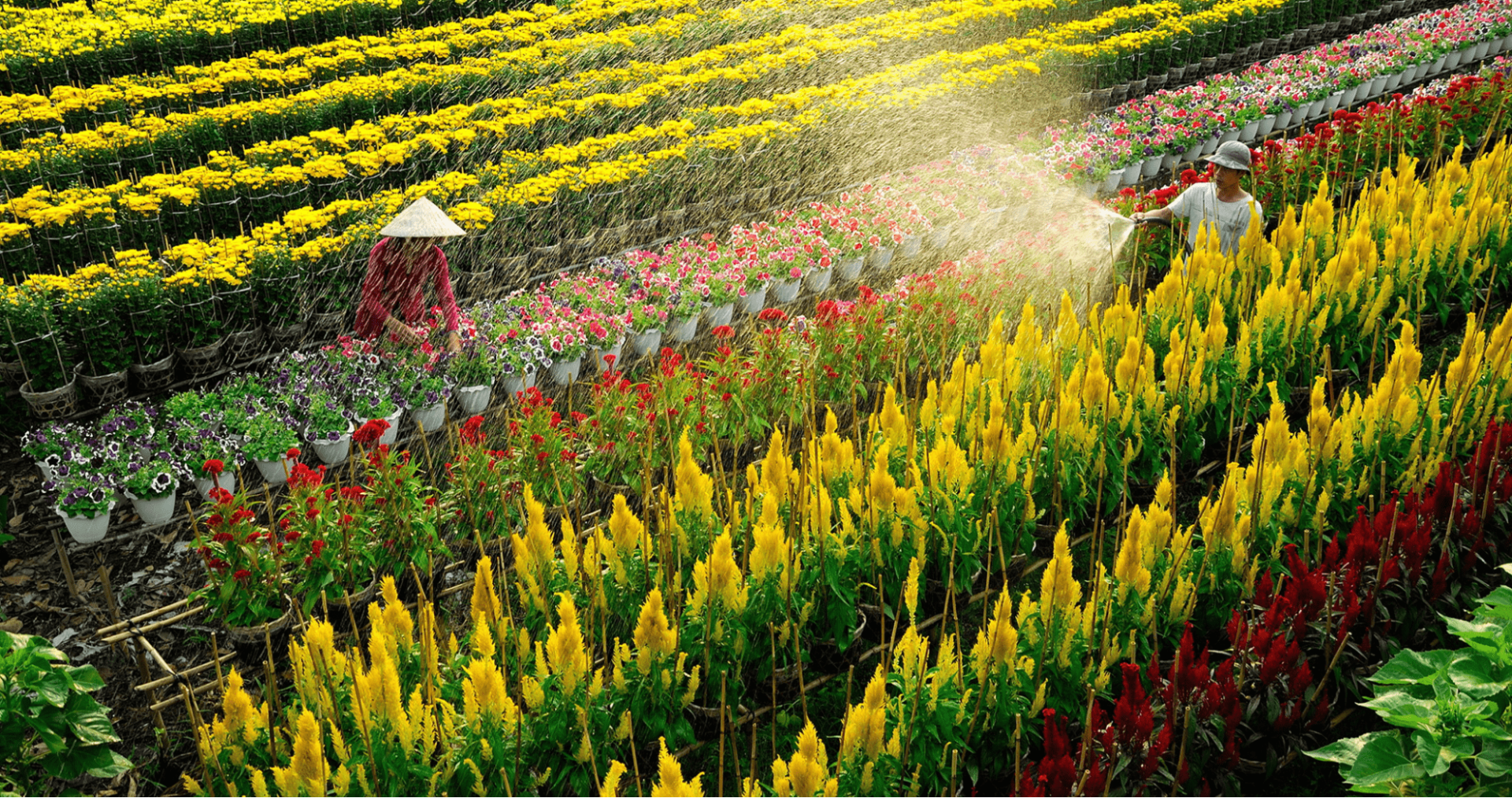Explore the flower care process