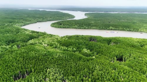 Can Gio Mangrove Forest: Vietnam's Green Lung Explained