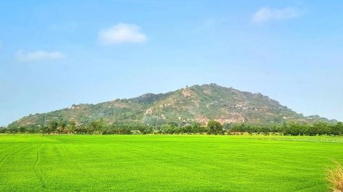 How should you plan a visit to Sam Mountain (Nui Sam) in Chau Doc?
