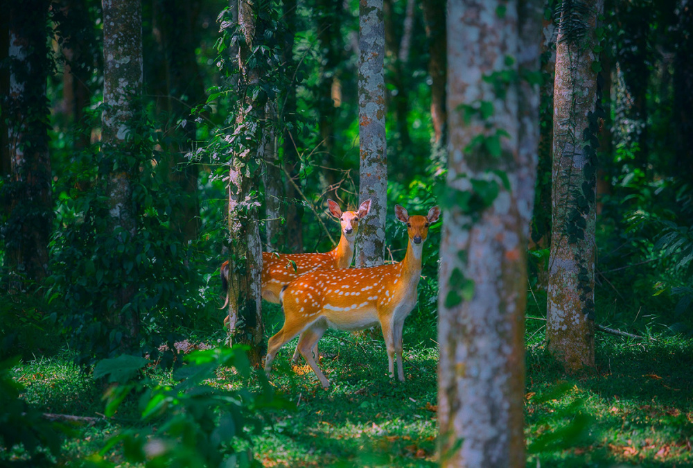 cuc-phuong-national-park