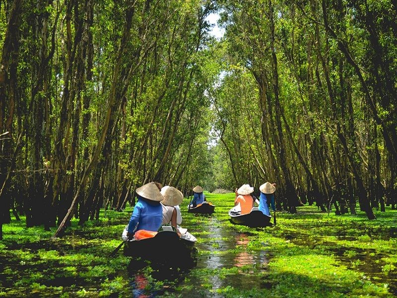 tra-su-cajubut-forest